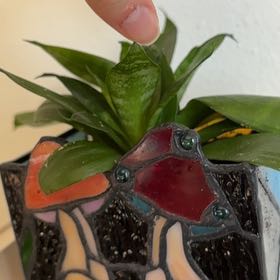 Photo of the plant species Bromeliad Vriesea by @plantfroggies named Terra on Greg, the plant care app