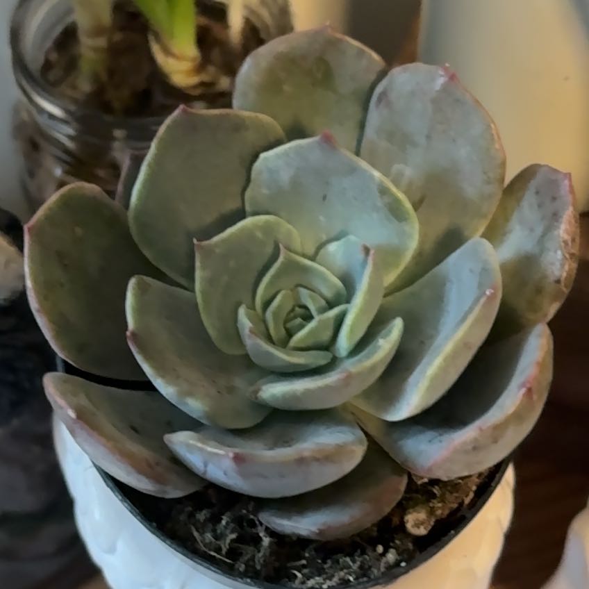 Photo of the plant species Echeveria 'Purple Champagne' by @plantfroggies named Shion on Greg, the plant care app