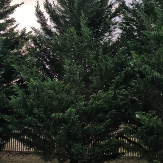 Photo of the plant species Leyland Cypress by @HighRedflax48 named Daphne on Greg, the plant care app