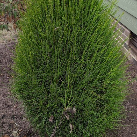 Photo of the plant species Field Horsetail by @HighRedflax48 named Plato on Greg, the plant care app