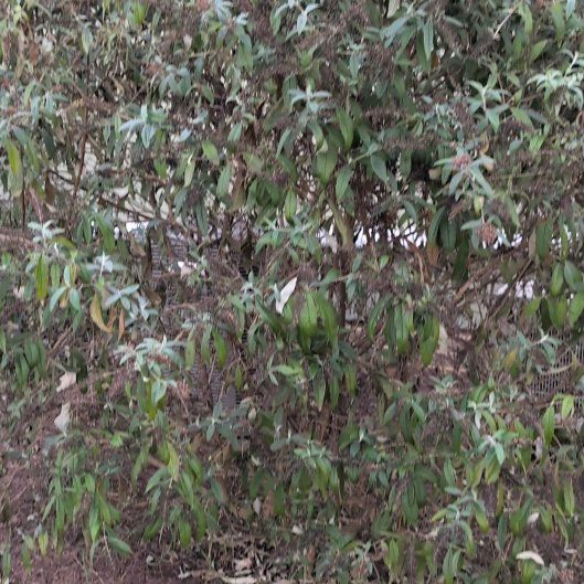 Photo of the plant species Butterfly Bush by @HighRedflax48 named Morgan Treeman on Greg, the plant care app