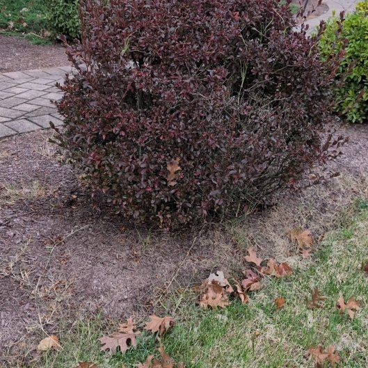 Photo of the plant species Brazilian Joyweed by @HighRedflax48 named Scarlett on Greg, the plant care app