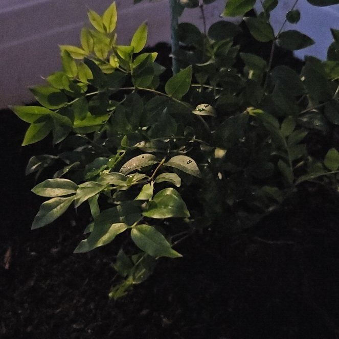 Photo of the plant species Jabuticabeira by @SnappyWinika7 named Drake on Greg, the plant care app