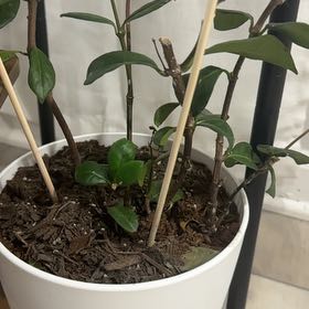 Photo of the plant species jasmine by @HardyFivespot62 named ChloroPhil on Greg, the plant care app