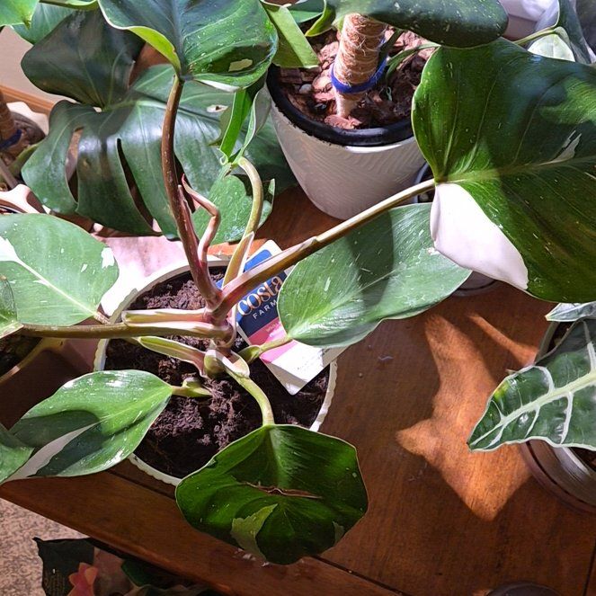 Photo of the plant species Pink And White Princess by @FestalSeaoats63 named Demi on Greg, the plant care app