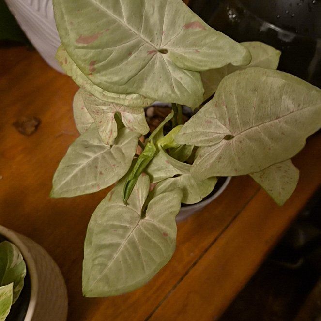 Photo of the plant species Milk Confetti Syngonium by @FestalSeaoats63 named Xena on Greg, the plant care app