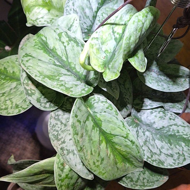Photo of the plant species Sterling Silver Scindapsus by @FestalSeaoats63 named Miley on Greg, the plant care app