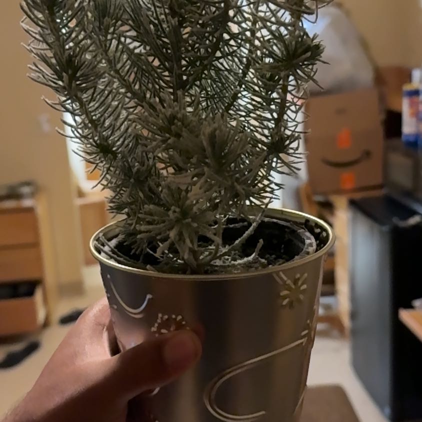 Photo of the plant species Atlas Cedar by @HappyDill88 named Kobe on Greg, the plant care app