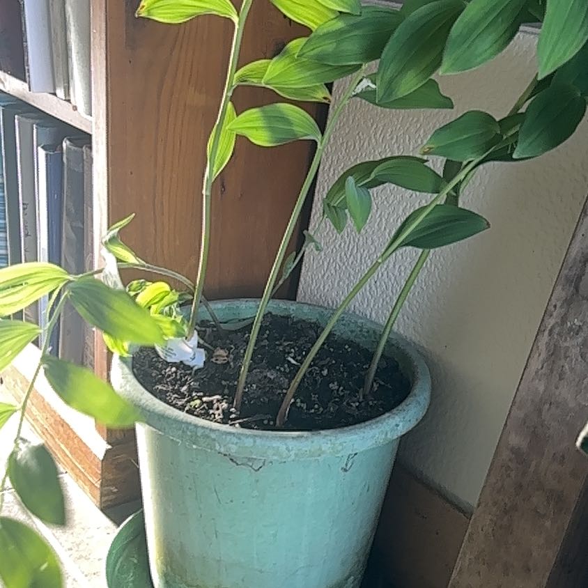 Photo of the plant species Solomon's Seal by @CozyOxlip4 named Harper on Greg, the plant care app