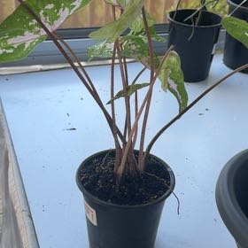 Photo of the plant species Caladium 'Casey' by @CozyOxlip4 named Casey on Greg, the plant care app