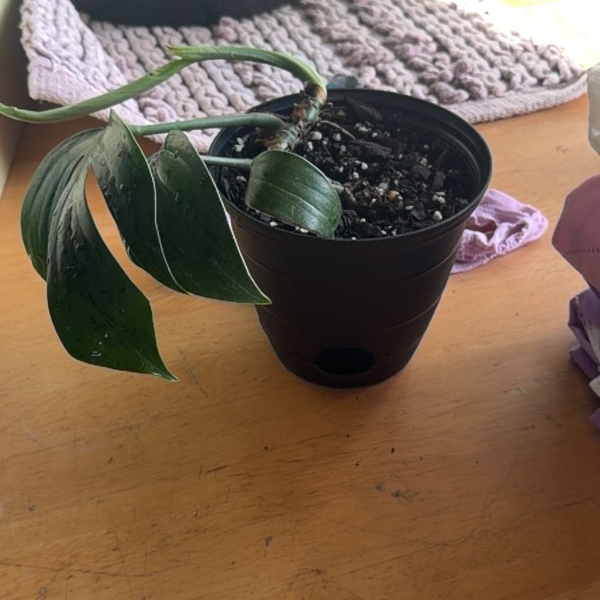 Photo of the plant species Dragon Tail Plant by @CozyOxlip4 named Dragon tail on Greg, the plant care app