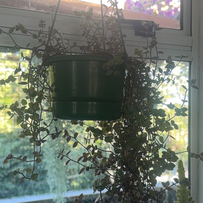 Photo of the plant species Callisia 'Bianca' by @CozyOxlip4 named Clooney on Greg, the plant care app
