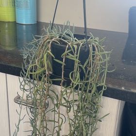 Photo of the plant species Fish Hook Senecio by @CozyOxlip4 named Hooks on Greg, the plant care app