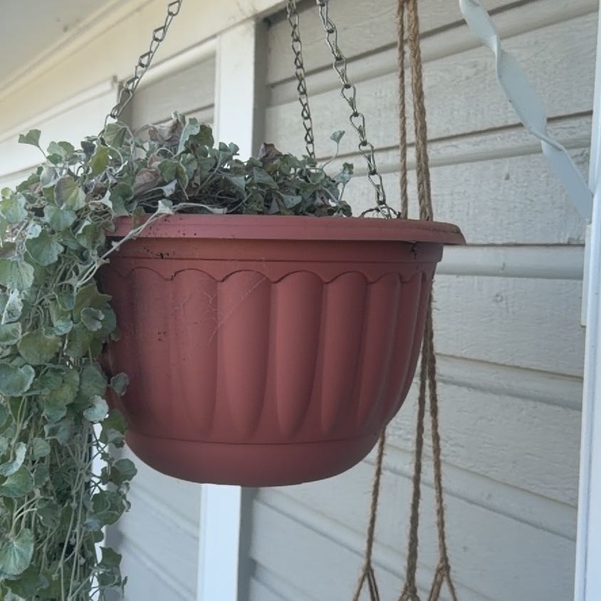 Photo of the plant species Silver Falls Dichondra by @CozyOxlip4 named Left Falls on Greg, the plant care app