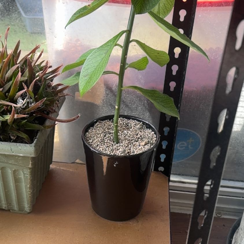 Photo of the plant species African Milk Bush by @CozyOxlip4 named African Milk on Greg, the plant care app
