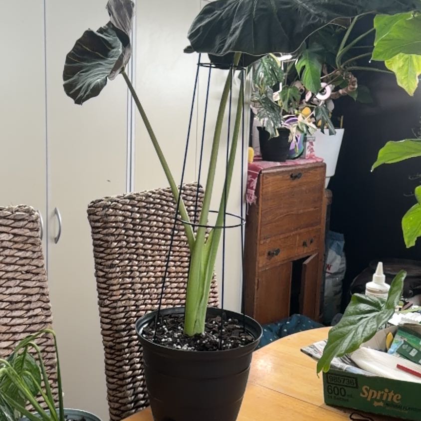Photo of the plant species Alocasia 'Regal Shield' (variegated form) by @CozyOxlip4 named Regal on Greg, the plant care app