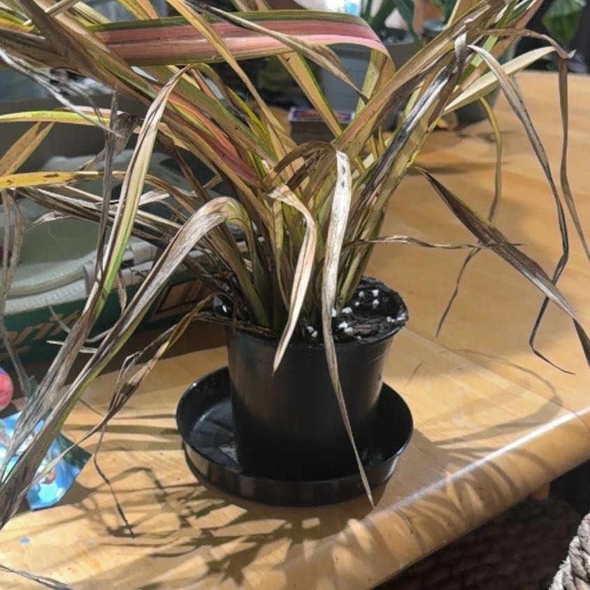 Photo of the plant species New Zealand Flax by @CozyOxlip4 named Nana on Greg, the plant care app