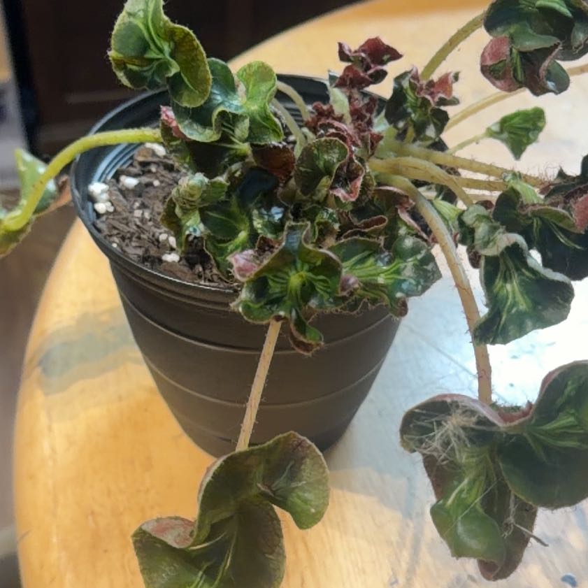 Photo of the plant species Ivy Geranium 'Dark Red' by @CozyOxlip4 named Nemo on Greg, the plant care app