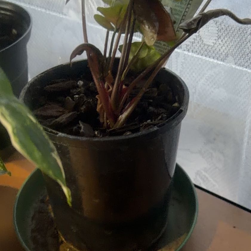 Photo of the plant species Pink Arrowhead Vine by @CozyOxlip4 named ChloroPhil on Greg, the plant care app