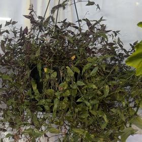 Photo of the plant species purple bridal veil by @CozyOxlip4 named Bridal Veil on Greg, the plant care app