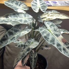 Photo of the plant species Alocasia Bambino Variegated Pink by @CozyOxlip4 named Baesil on Greg, the plant care app