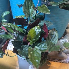 Photo of the plant species Arrowhead Vine 'Red Arrow' by @CozyOxlip4 named Daphne on Greg, the plant care app