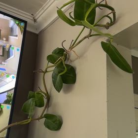 Photo of the plant species Philodendron Burle Marx by @CozyOxlip4 named Peter Parker on Greg, the plant care app