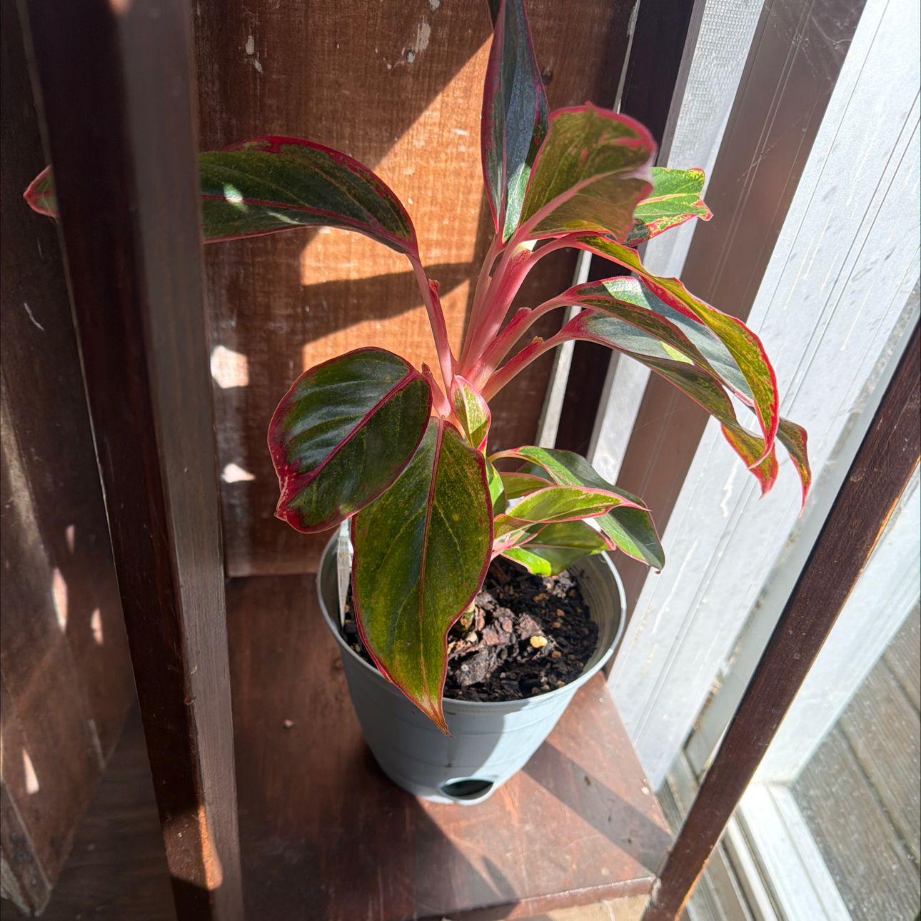 Photo of the plant species Aglaonema Red Gold by @CozyOxlip4 named Kylie on Greg, the plant care app