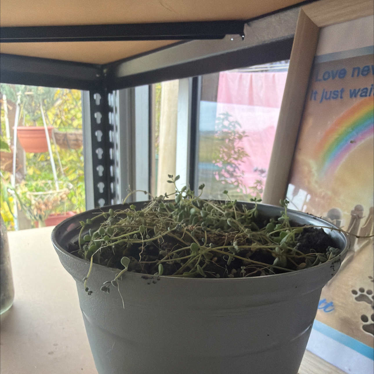 Photo of the plant species Green Carpet by @CozyOxlip4 named Remington on Greg, the plant care app