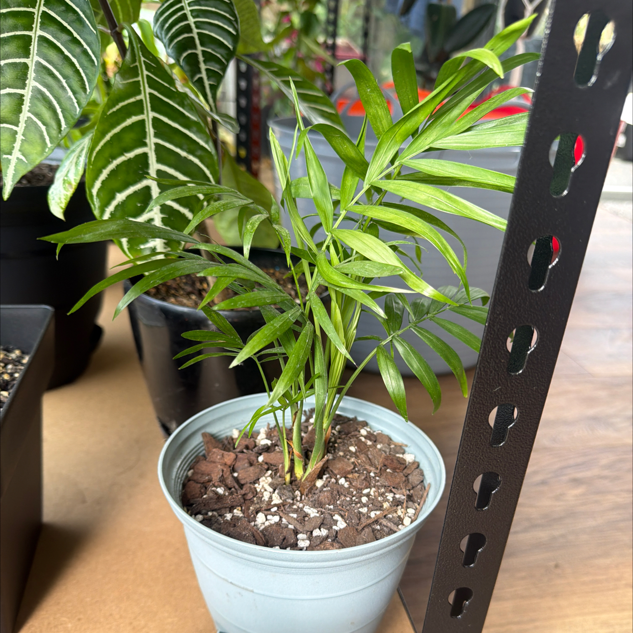 Photo of the plant species Varigated Parlour Palm by @CozyOxlip4 named Leonardo long legs on Greg, the plant care app