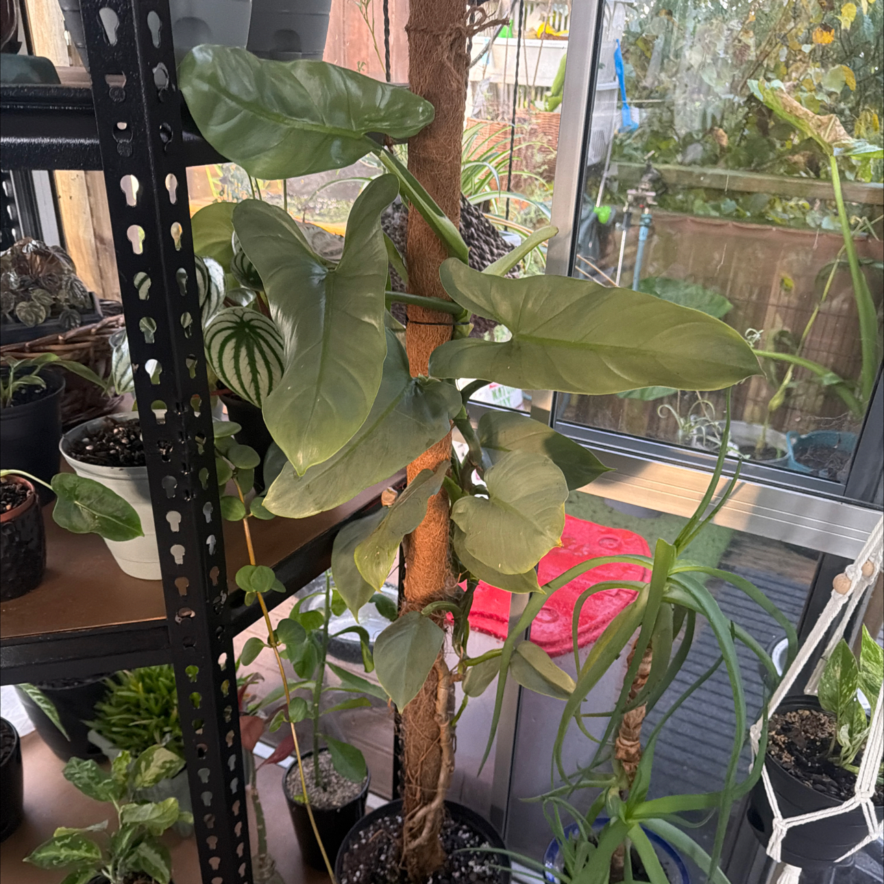 Photo of the plant species Silver Sword Philodendron by @CozyOxlip4 named Philly Silver Sword on Greg, the plant care app