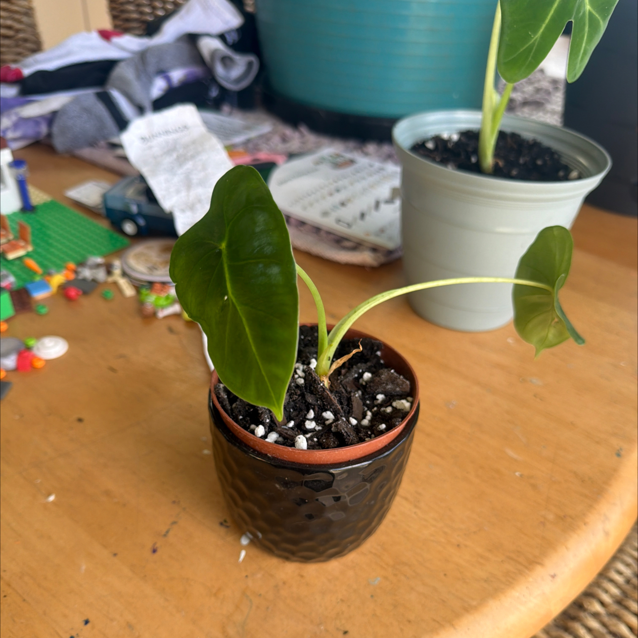 Photo of the plant species Alocasia 'Regal Shield' (variegated form) by @CozyOxlip4 named Nithin on Greg, the plant care app