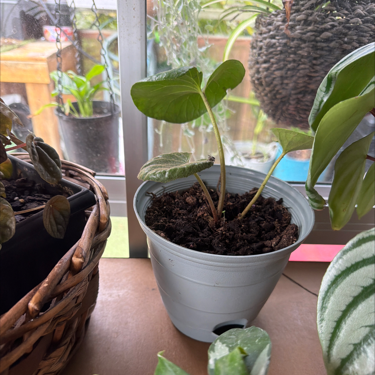 Photo of the plant species Vereigated Teactor Seat by @CozyOxlip4 named Harry on Greg, the plant care app