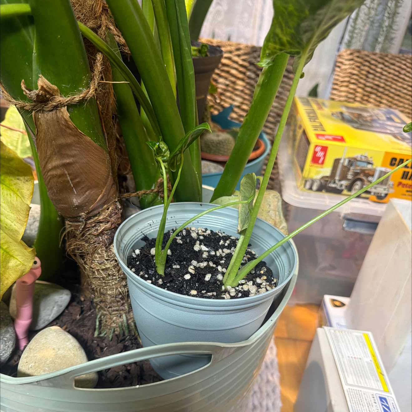 Photo of the plant species Elephant Ear by @CozyOxlip4 named Sproutacus on Greg, the plant care app