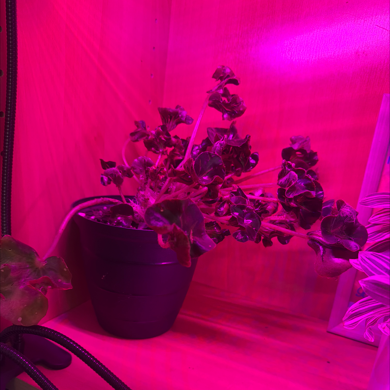Photo of the plant species Ivy Geranium 'Dark Red' by @CozyOxlip4 named Nemo on Greg, the plant care app