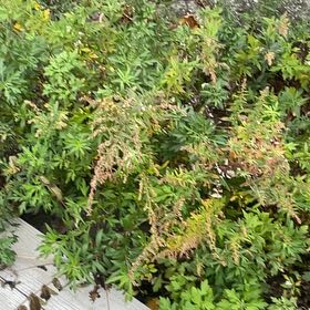 Photo of the plant species Brazilian Peppertree by @MellowBentgrass named Cleopatra on Greg, the plant care app