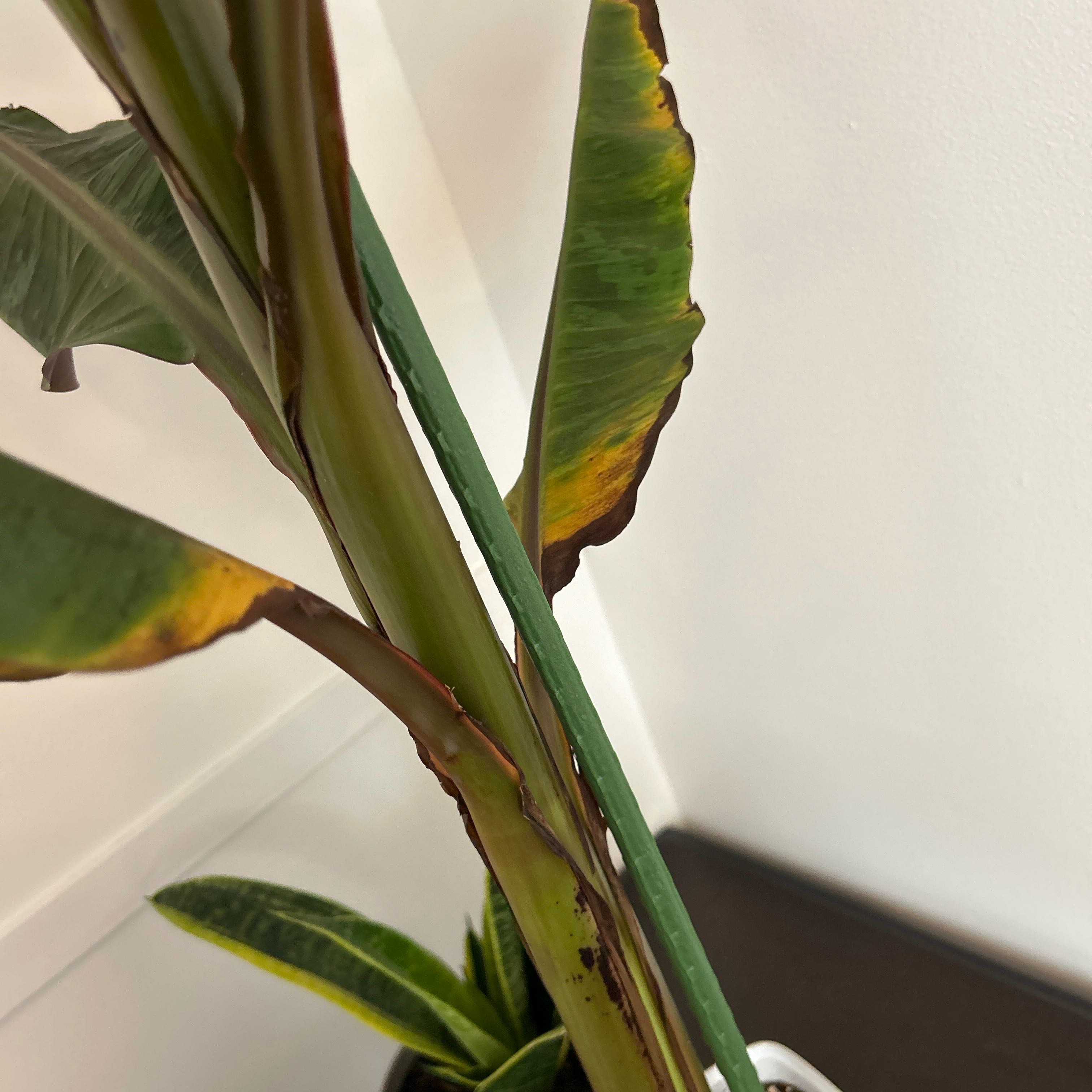 Photo of the plant species Blood Banana by @EnrichingWorm91 named Blyth on Greg, the plant care app