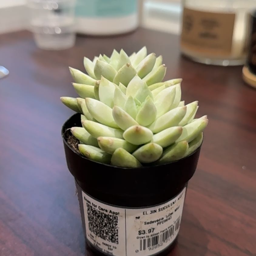 Photo of the plant species Sedeveria 'Lilac Mist' by @EagerBibi77 named Chaos on Greg, the plant care app