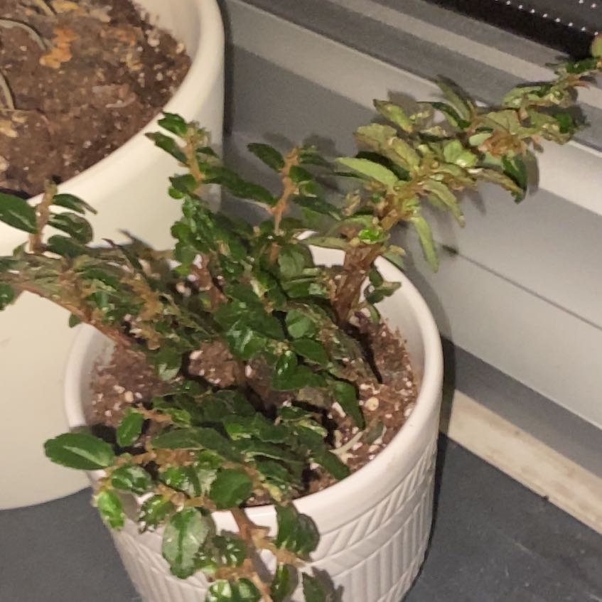 Photo of the plant species Begonia foliosa by @DapperRamarama named Mary on Greg, the plant care app
