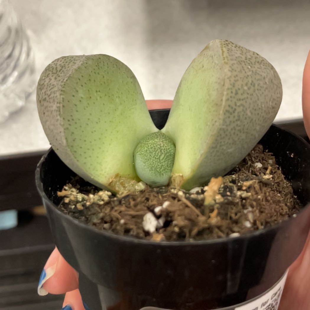 Photo of the plant species Split Rock Succulent by @FullOrpine69 named Peter Parker on Greg, the plant care app