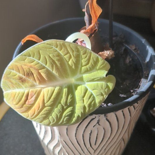 Photo of the plant species Fancy Alocasia by @UndoubtedDill named Cleopatra on Greg, the plant care app