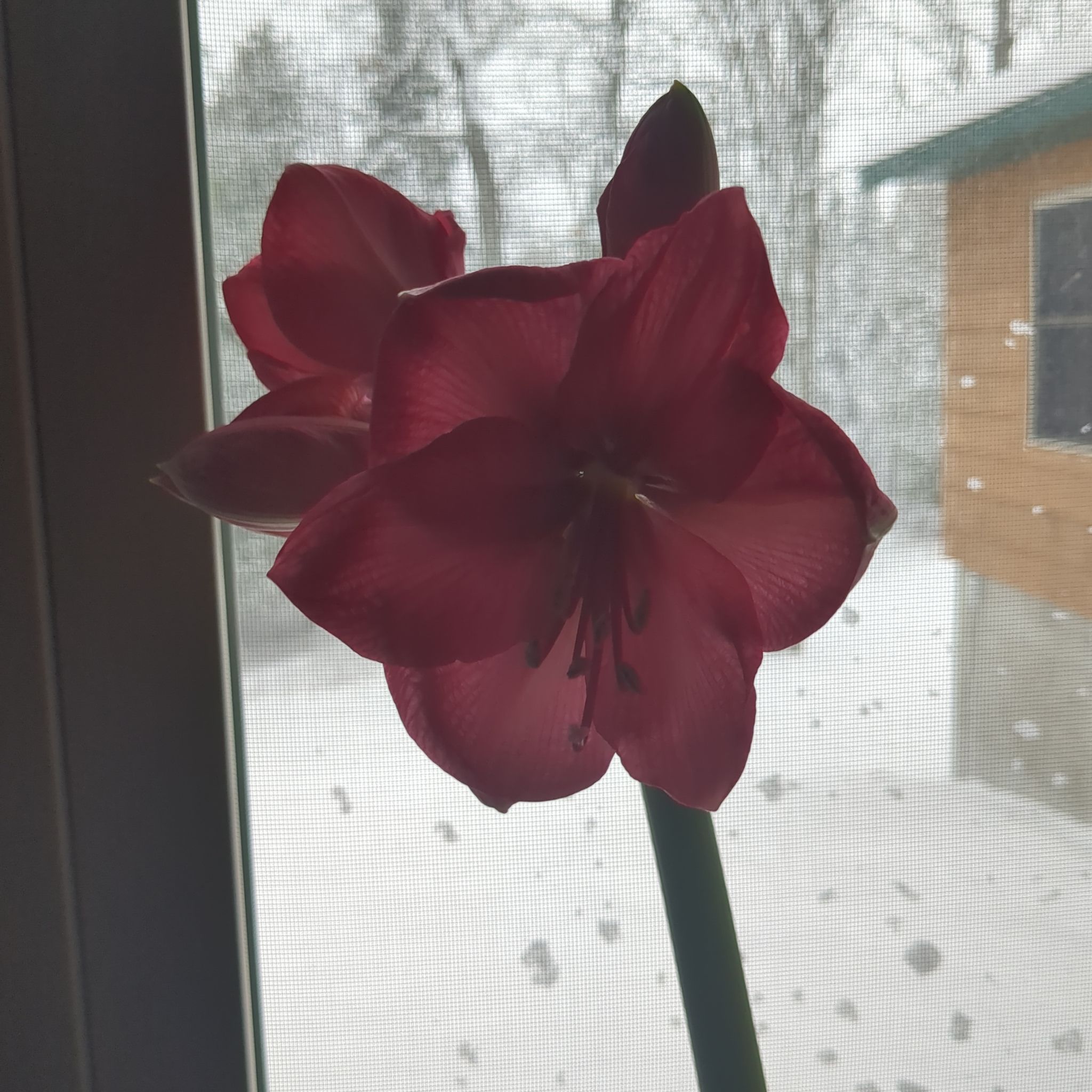 Photo of the plant species Amaryllis by @UndoubtedDill named Ke$ha on Greg, the plant care app