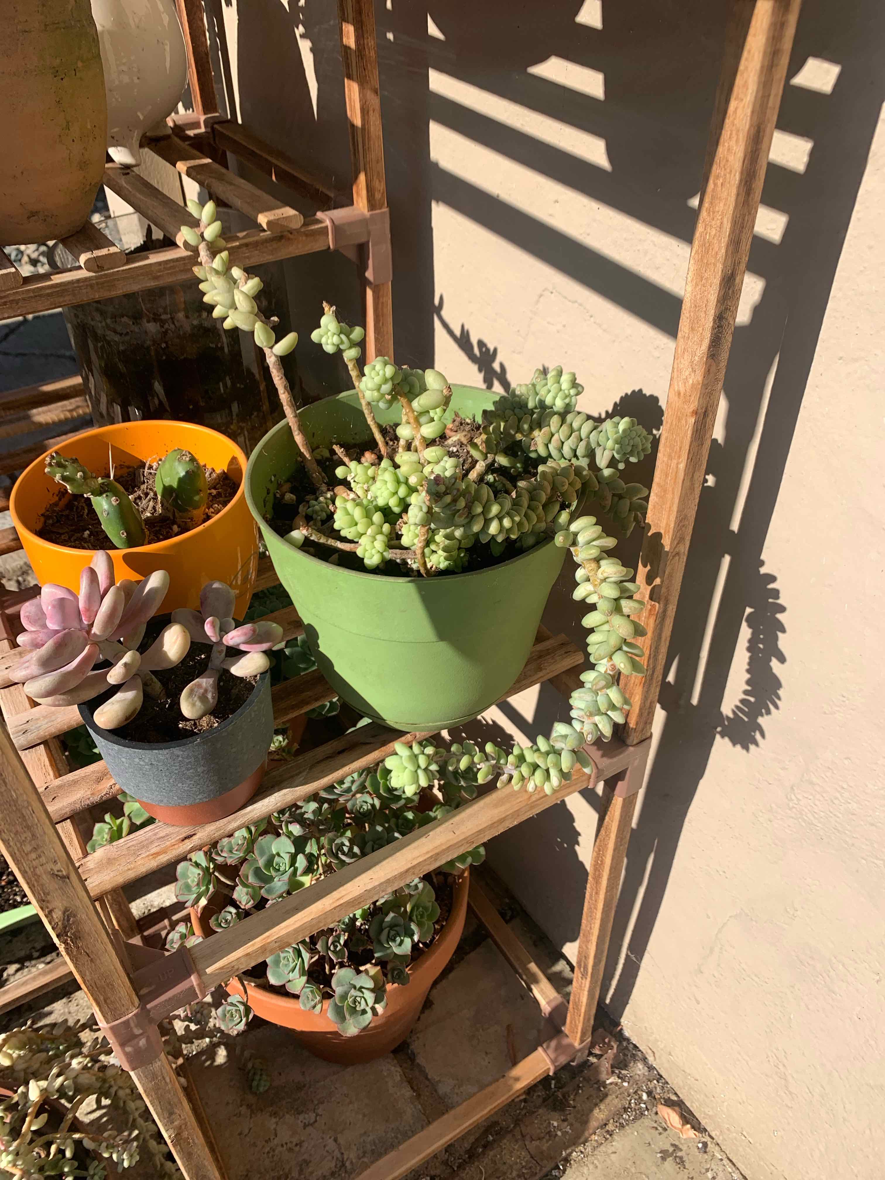 Healthy Burro's Tail succulent with long trailing stems and plump green leaves, planted in a green pot on a wooden shelf.