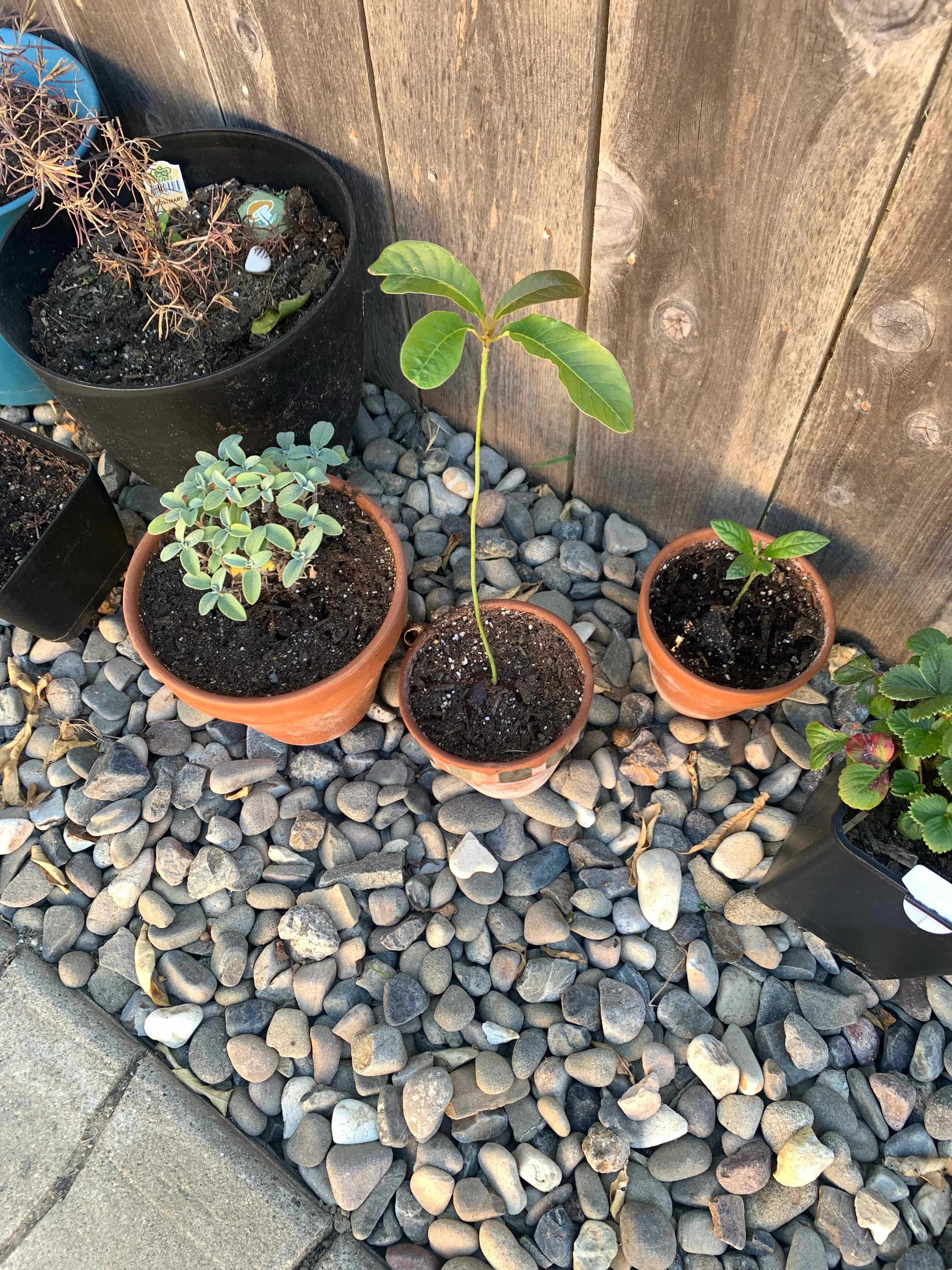 Several healthy young avocado and succulent seedlings growing in small terracotta pots filled with pebbles.