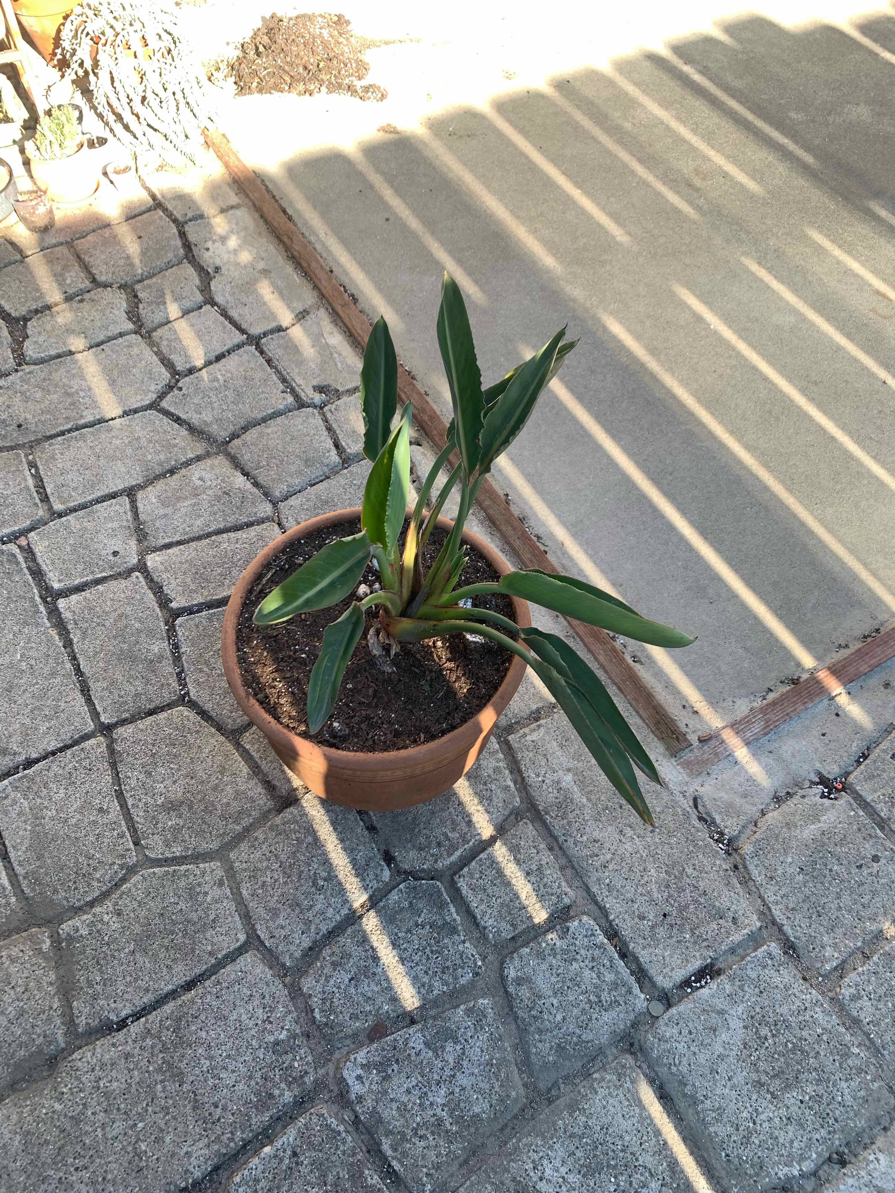 Potted Bird of Paradise plant with some yellowing and browning leaves on a stone-tiled surface.