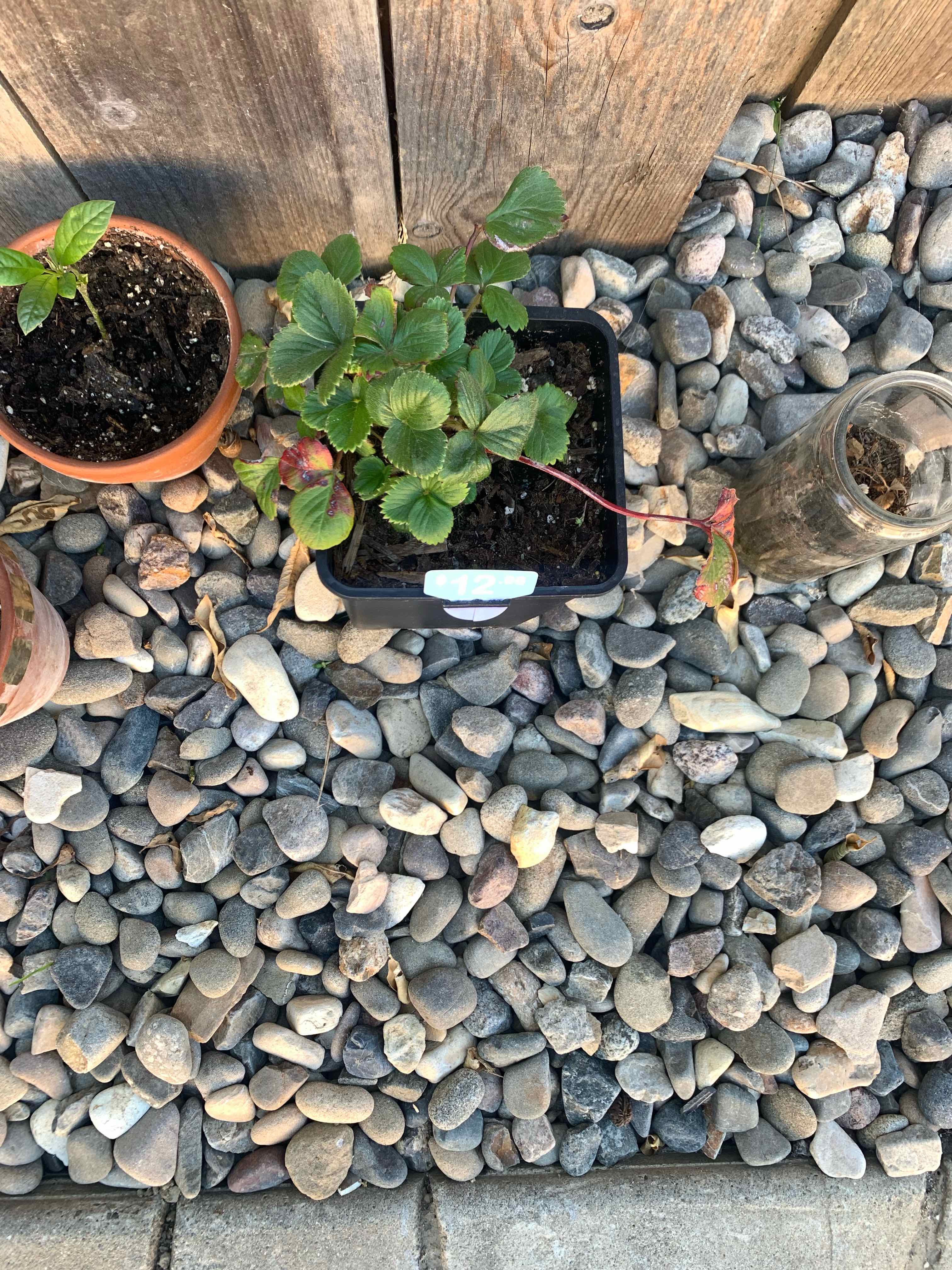Strawberry plant in a black pot with some yellowing and browning leaves, placed on pebbles.