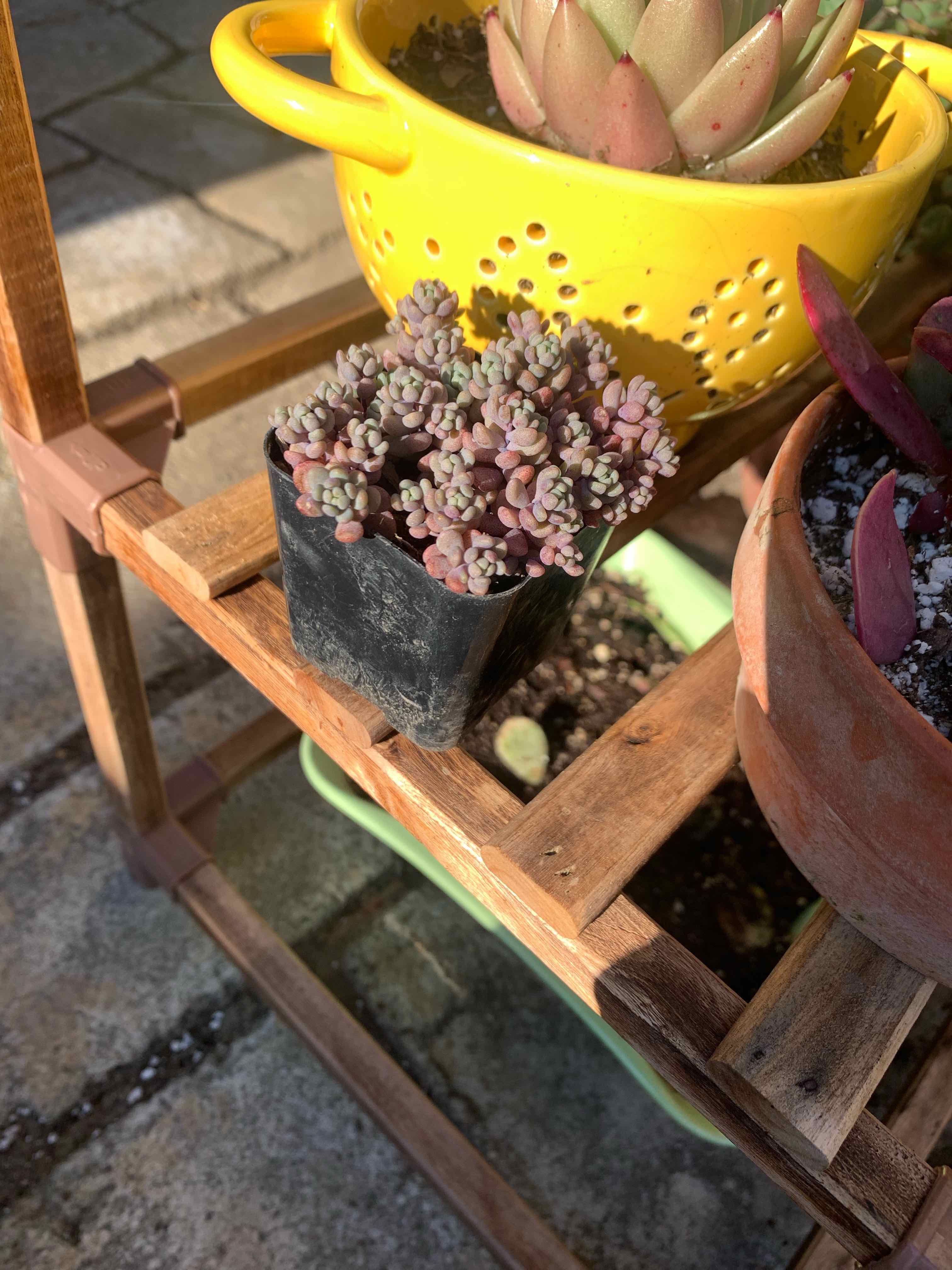 Corsican Stonecrop in a black pot on a wooden shelf, with other plants nearby.