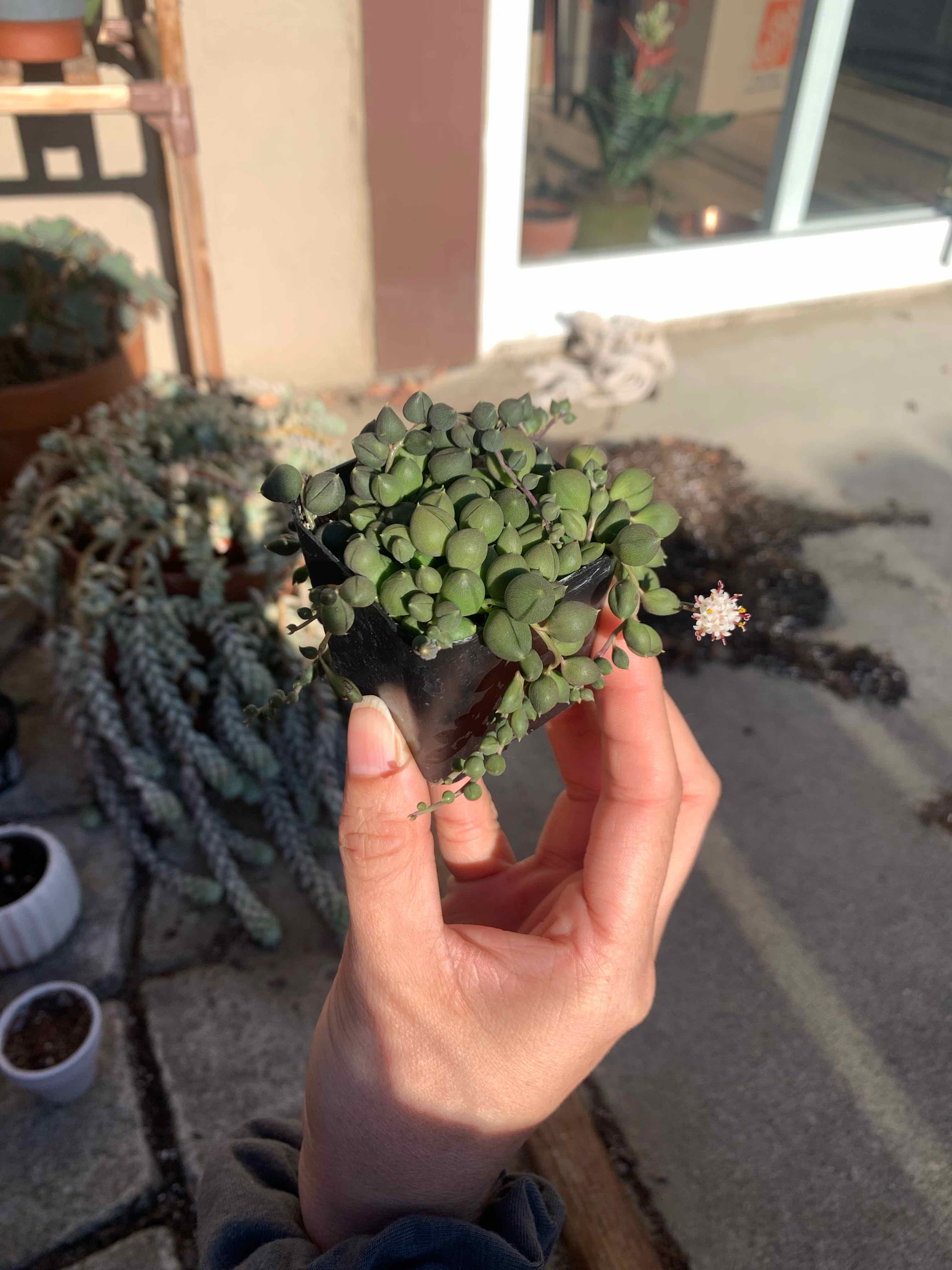 Hand holding a healthy String of Pearls plant with bead-like leaves and a small flower.