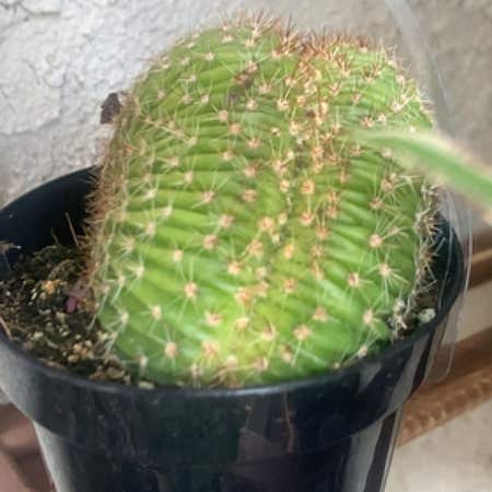 Photo of the plant species Caterpillar Cactus by @Ibby named Maya on Greg, the plant care app