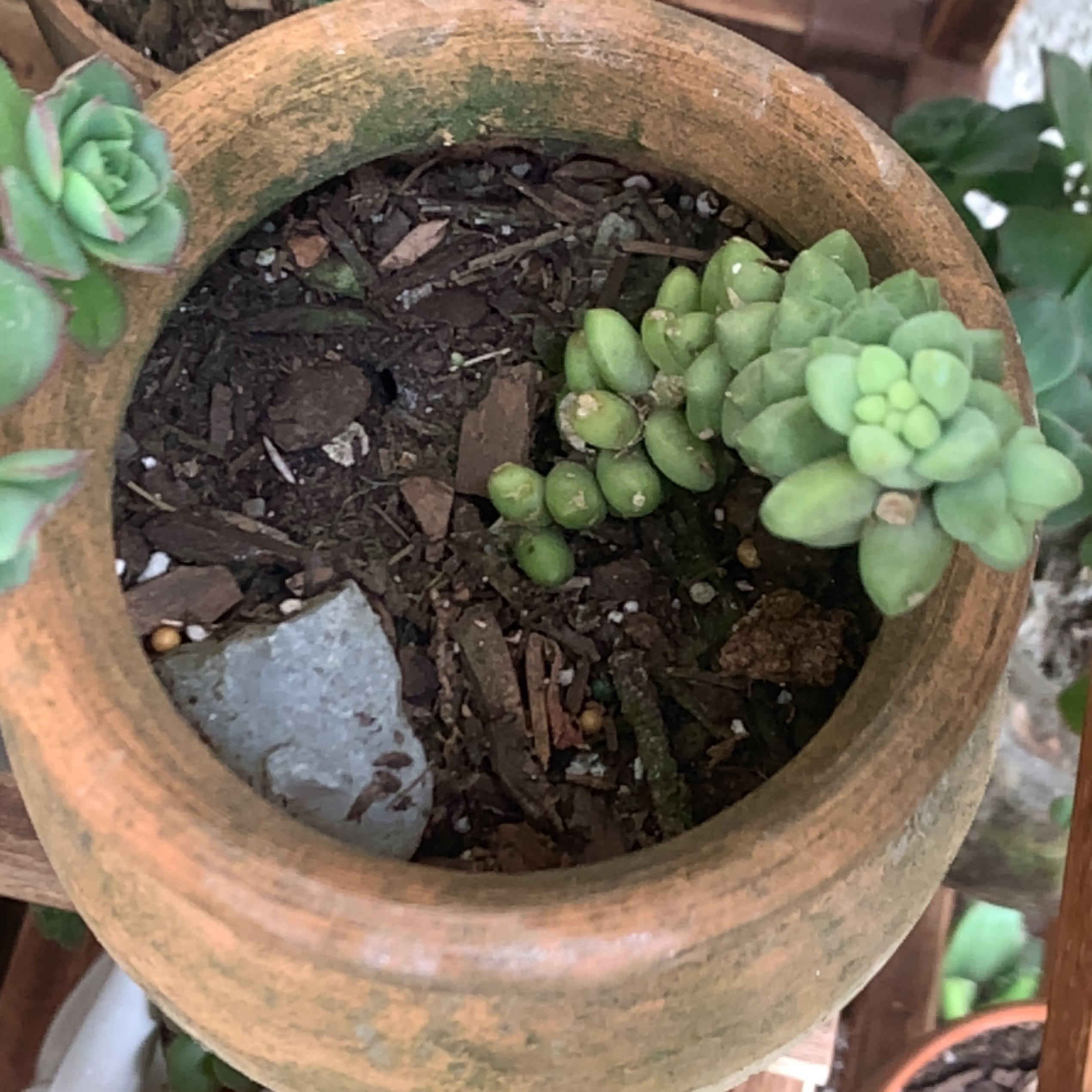 Close-up of a potted burro's tail succulent plant with long trailing stems and small green leaves, held by human hands. Some yellowing visible.